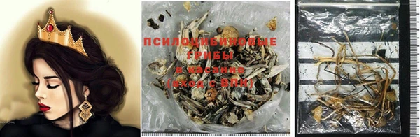 PSILOCYBIN Сафоново